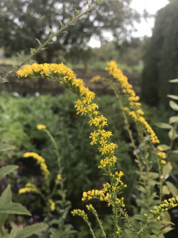 Solidago rugosa 'Fireworks'