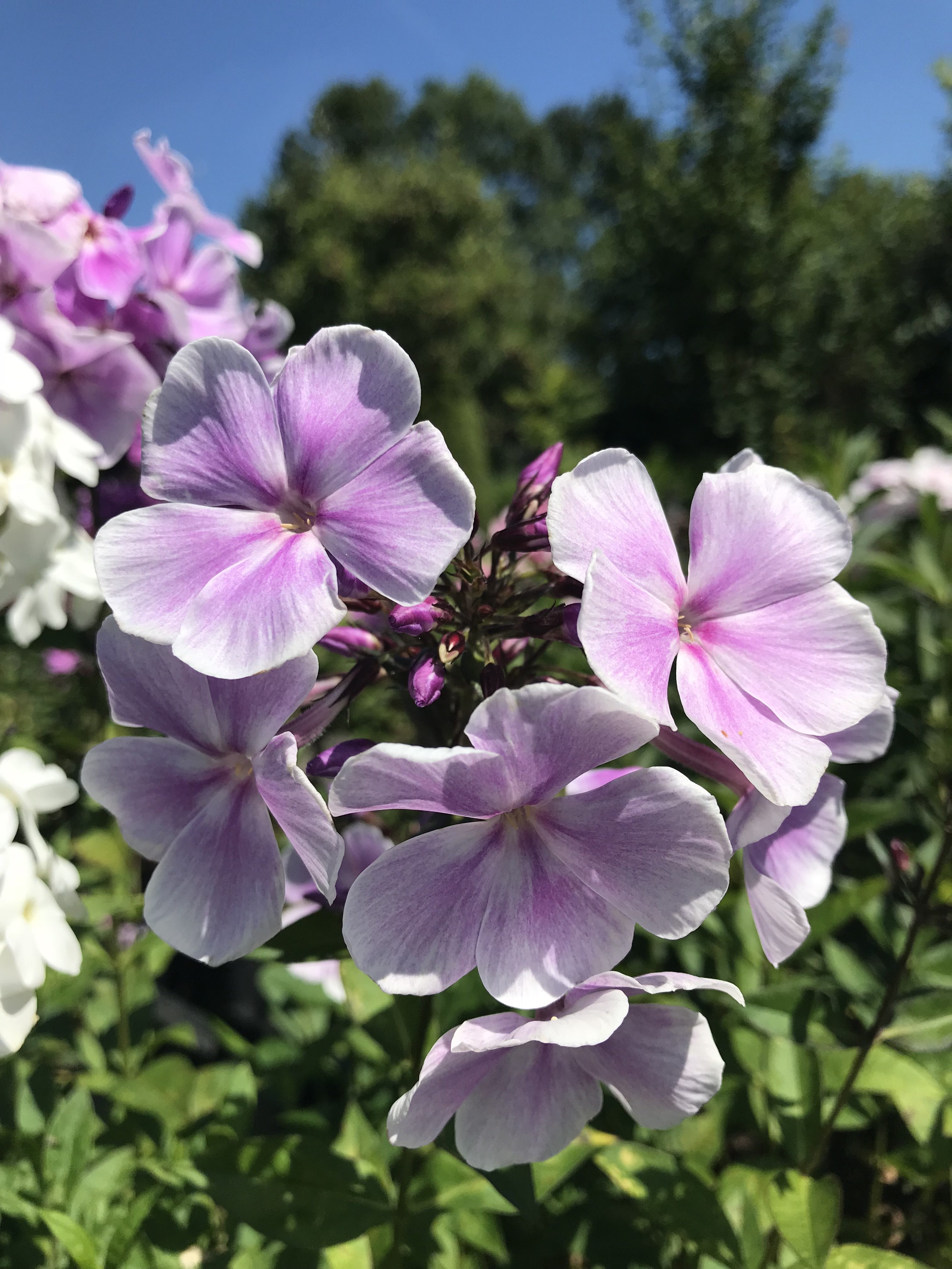 Phlox Paniculata Franz Schubert Garden Phlox My XXX Hot Girl