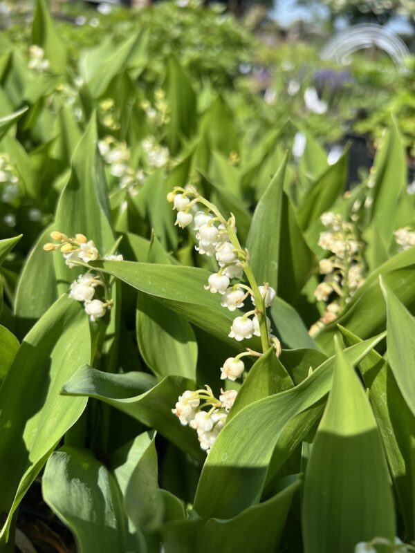 Convallaria majalis