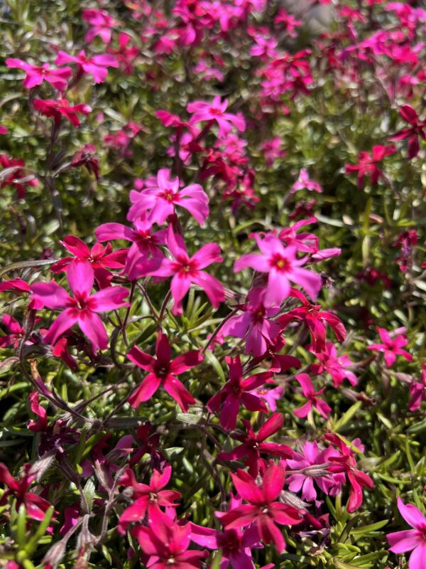 Phlox subulata 'Scarlet Flame'