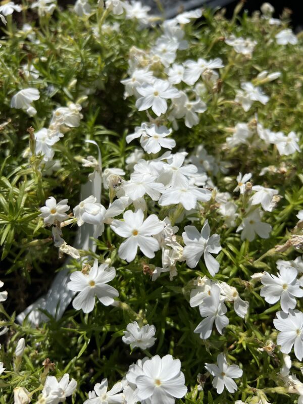 Phlox subulata 'White Delight'