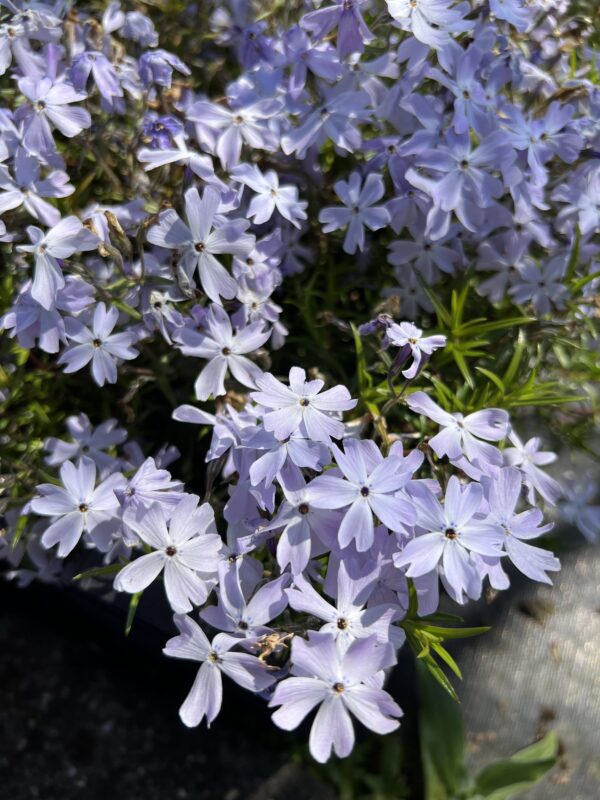 Phlox subulata 'Oakington Blue Eyes'