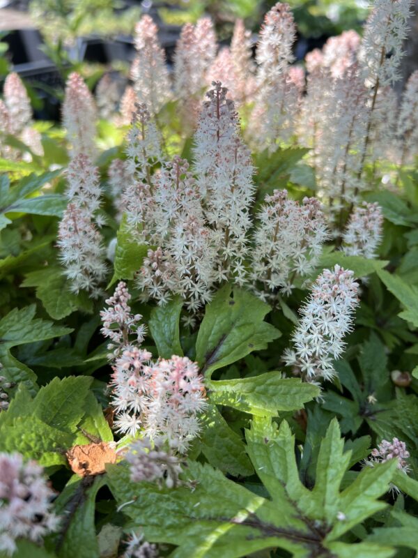 Tiarella 'Pink Skyrocket'