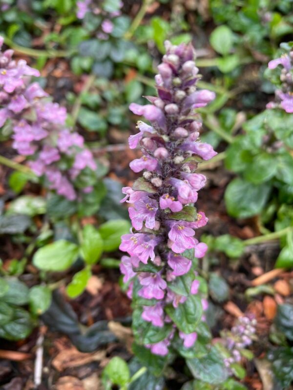 Ajuga reptans 'Rosea'