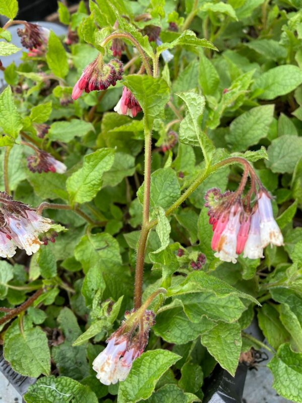 Pulmonaria 'E.B Anderson'