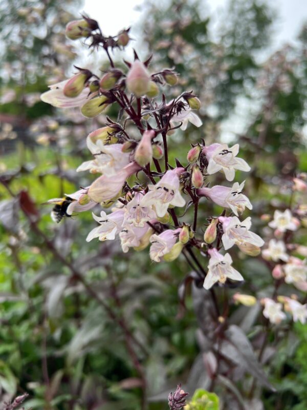 Penstemon digitalis 'Husker Red'