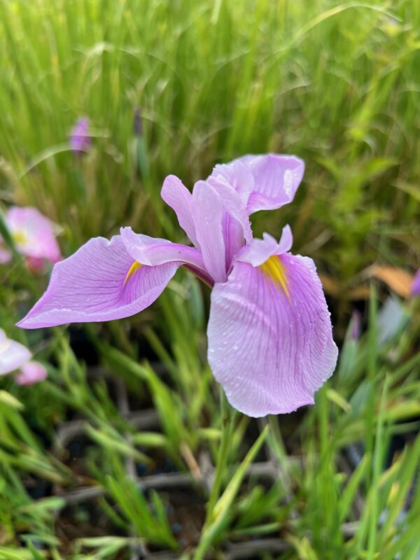 Iris laevigata 'Rose Queen'