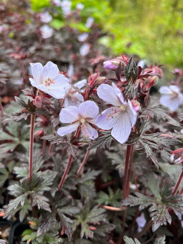 Geranium pratense 'Black 'n' White'