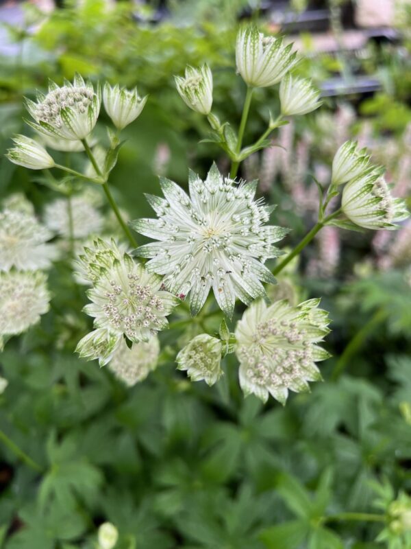 Astrantia maj. 'Shaggy'