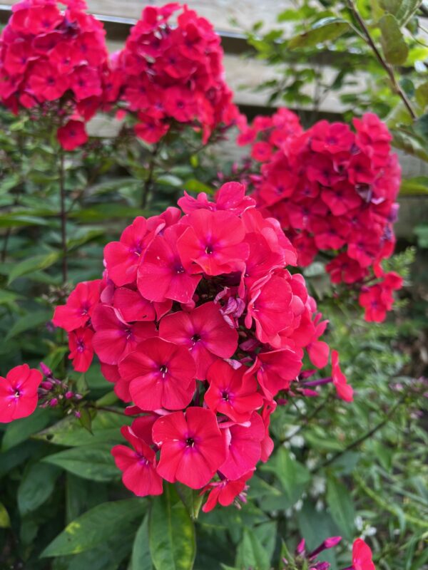 Phlox paniculata 'Starfire'