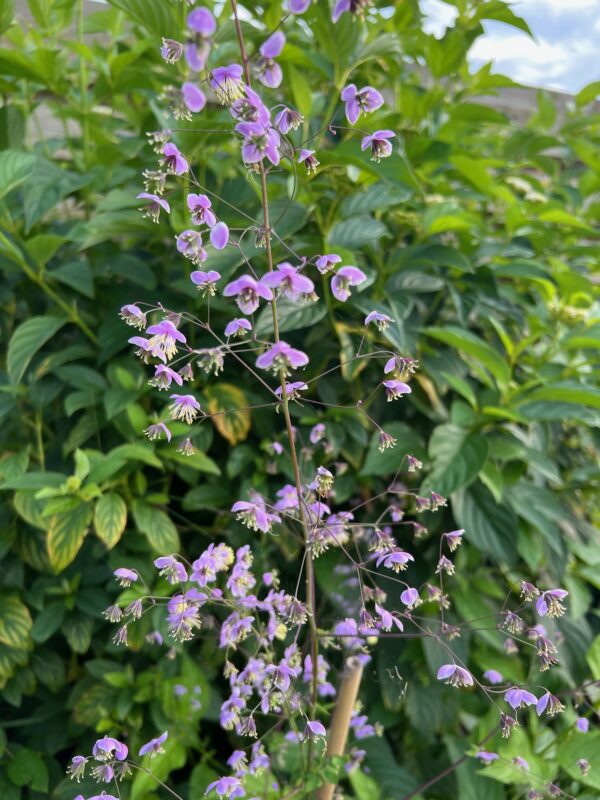 Thalictrum delavayi