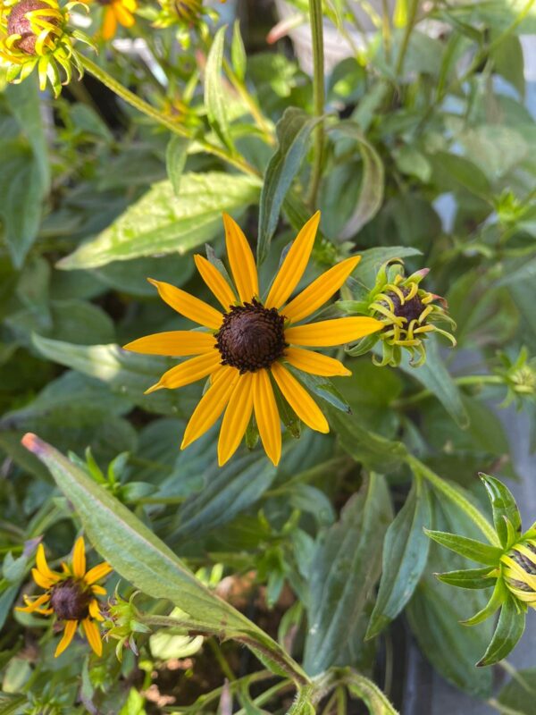 Rudbeckia fulgida 'Little Goldstar'