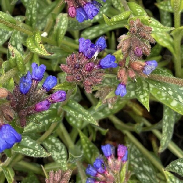 Symphytum gr. 'Wisley Blue'