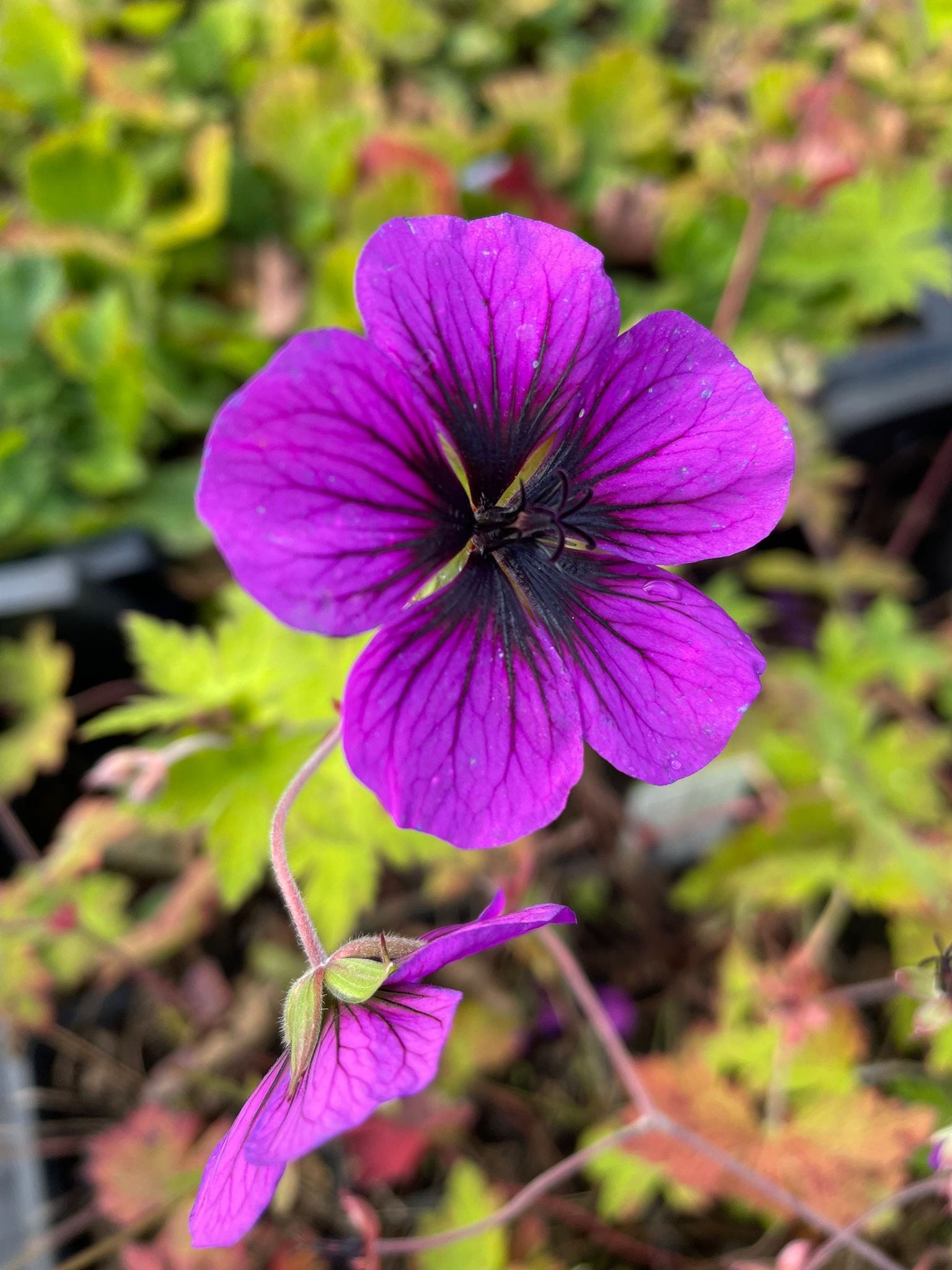 Online de vaste plant Geranium ‘Ann Folkard’ kopen